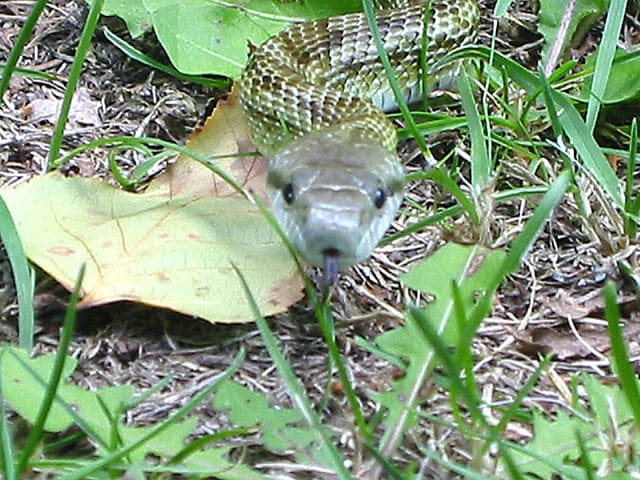 蛇に睨まれたカエルの気分 川湯温泉 摩周湖 屈斜路湖の自然情報