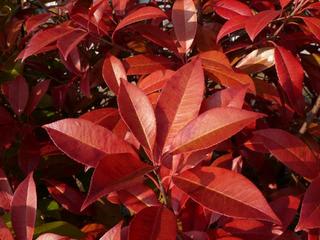 赤い葉が美しいカナメモチ 要黐 アカメモチ 赤芽黐 Peaの植物図鑑