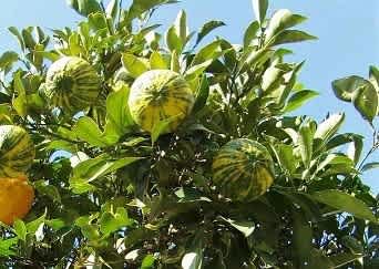 今 ミカン科の花 花を愛でる
