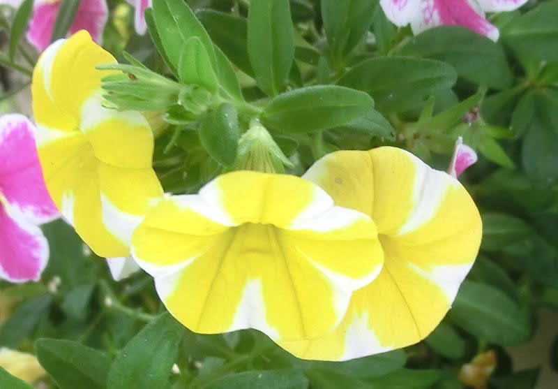 カリブラコア レモンスライスの花は ブーケ