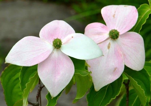ヤマボウシの花 19 3 源平 Koba の庭 春夏秋冬 ヤマボウシの花 19 3 源平 Koba の庭 春夏秋冬