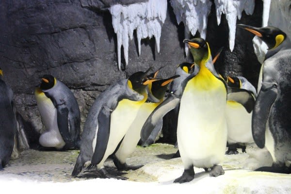 王様ペンギンの婚活シーズン ペンギン音頭