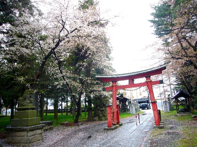 昼食時に立ち寄った神社では境内に綺麗な桜が