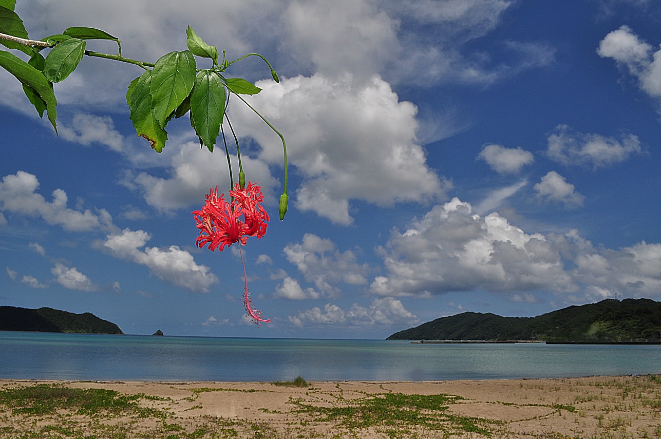 壁紙 夏の風景 その１ Miracle Nature 世界自然遺産の島 奄美大島