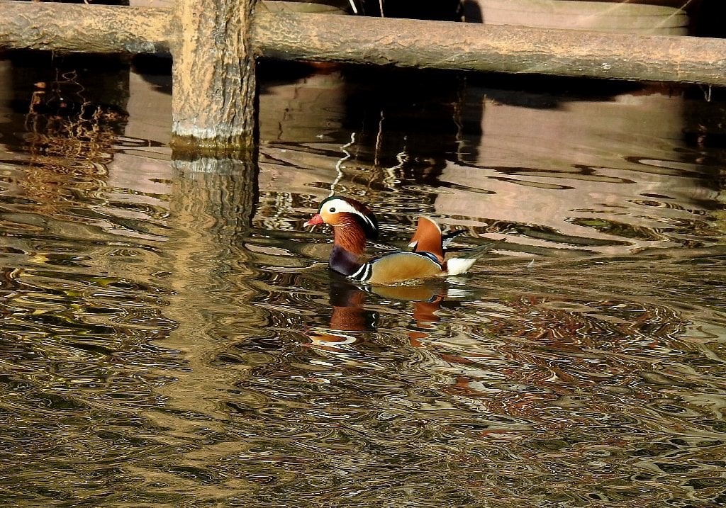 01 02日撮影 Yrp光の丘水辺公園 長井 衣笠山公園 きらほし写真館 Nikon P1000 18年9月21日以降 P900