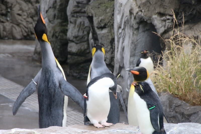 葛西臨海水族園 おもしろ ペンギン 写真で綴るすぎさんのブログ 我孫子発信