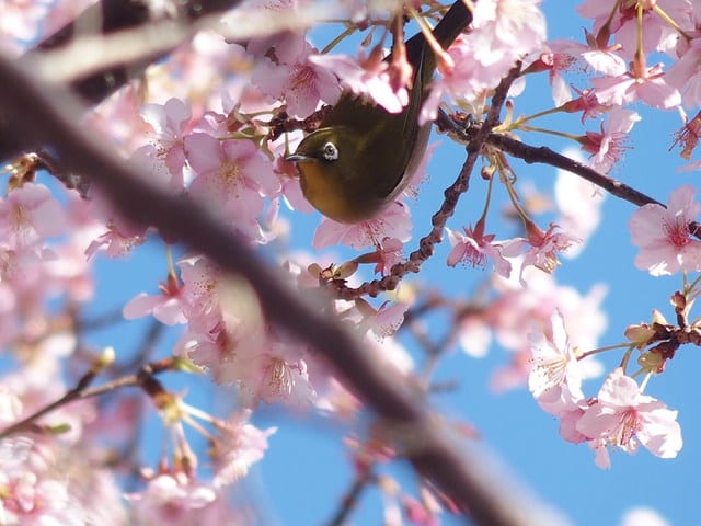 カワヅザクラ