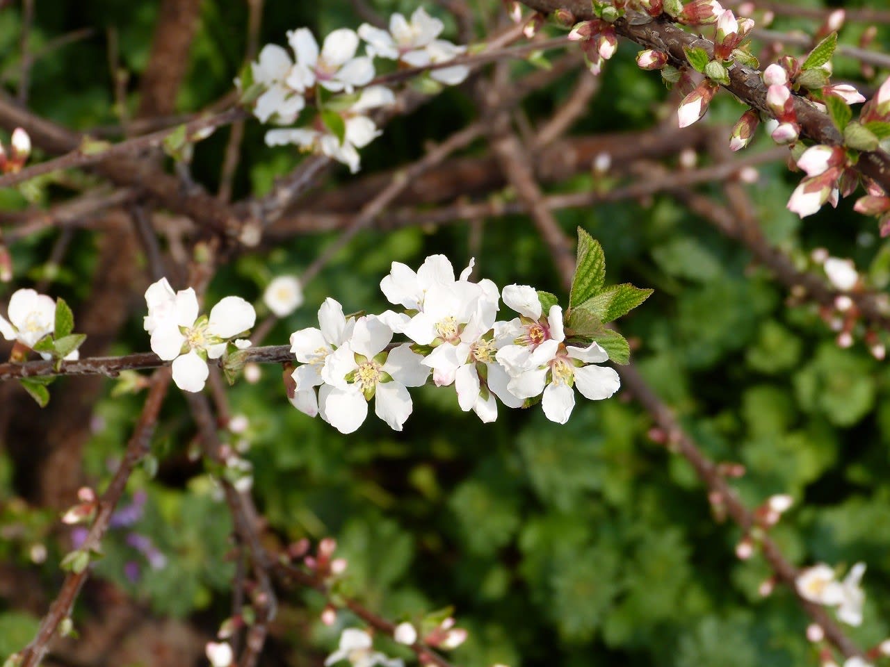 すべての美しい花の画像 Hd限定山桜桃梅は何と読む