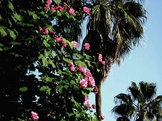 酔芙蓉花言葉 秋の山