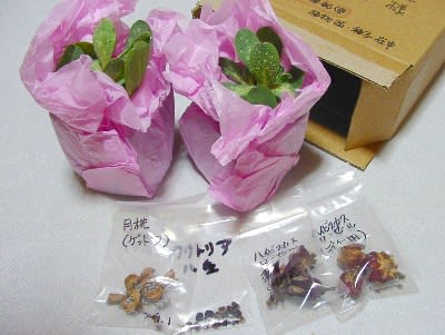 月桃とハイビスカスローゼルの種 Tamaと花たち