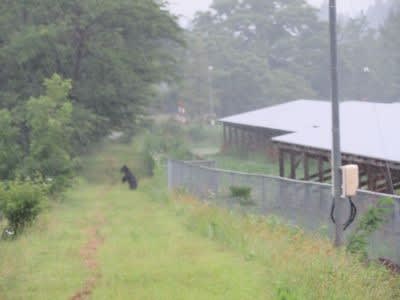 小熊に遭遇 - 退屈しないように　シニアの暮らし