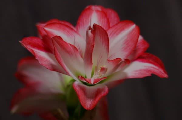 アマリリス 輝くように美しく時に妖艶な花は4月18日の誕生花 Aiグッチ のつぶやき