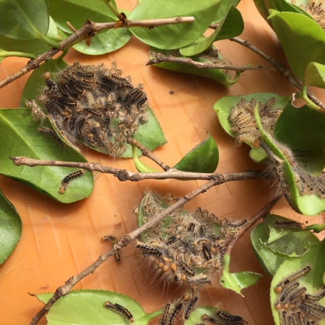 椿 山茶花の毛虫に注意して下さい 自然匠剪定 小林植木の庭ブログ