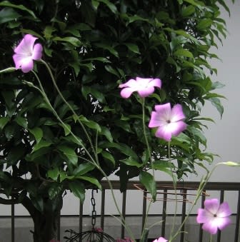 アグロステンマ ビスカリア 庭の花
