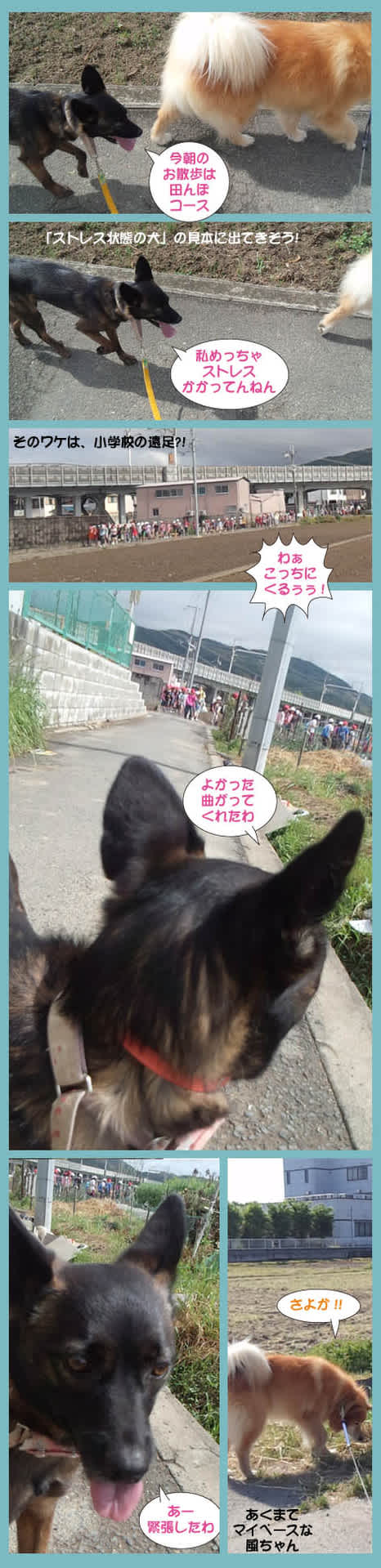こりゃまるで ストレス犬の 典型か 雑種犬 風 ふう のひとりごと こりゃまるで ストレス犬の 典型か 雑種犬 風 ふう のひとりごと