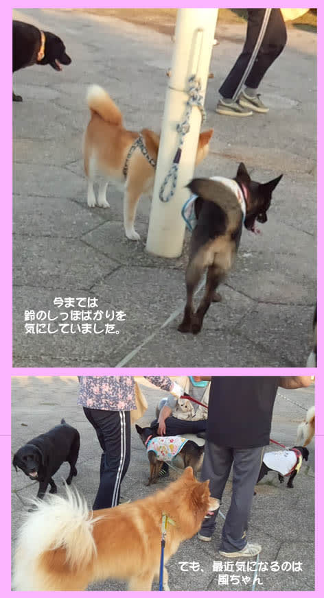 尻尾がね 下がっていると 心配や 雑種犬 風 ふう のひとりごと