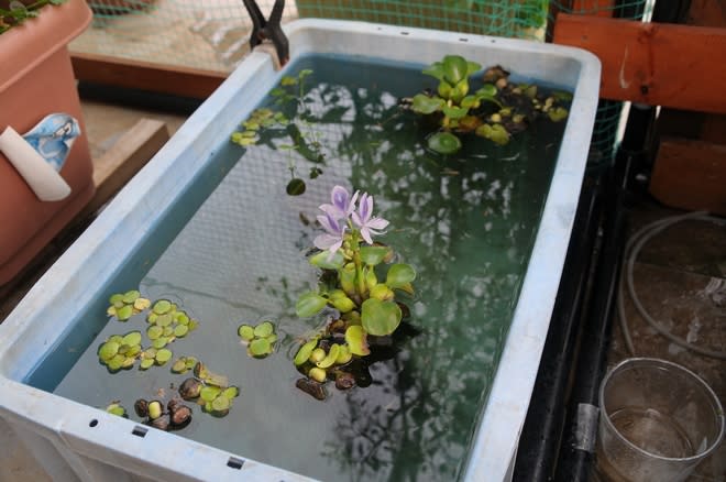 ホテイソウの花が咲きました 屋上メダカ 奮戦日記 ホテイソウの花が咲きました 屋上メダカ 奮戦日記