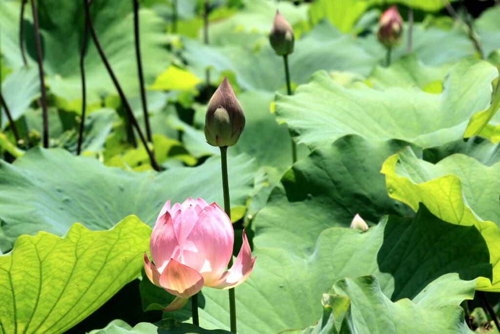 大府　星名池のハスの画像