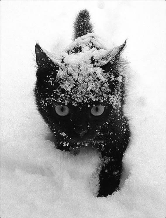 かわいい黒猫 ニャンコだいすき