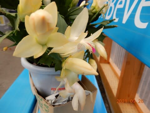 黄色いシャコバサボテンゴールドチャーム購入 花好きおばさんの気まぐれ日記 黄色いシャコバサボテンゴールドチャーム購入 花好きおばさんの気まぐれ日記