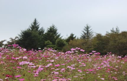 長野県佐久市の佐久荒船高原のコスモス畑に ノビタキの群れが飛来しました ヒトリシズカのつぶやき特論