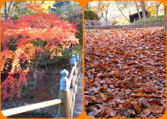 浜松城公園の紅葉 気ままな趣味の散歩道
