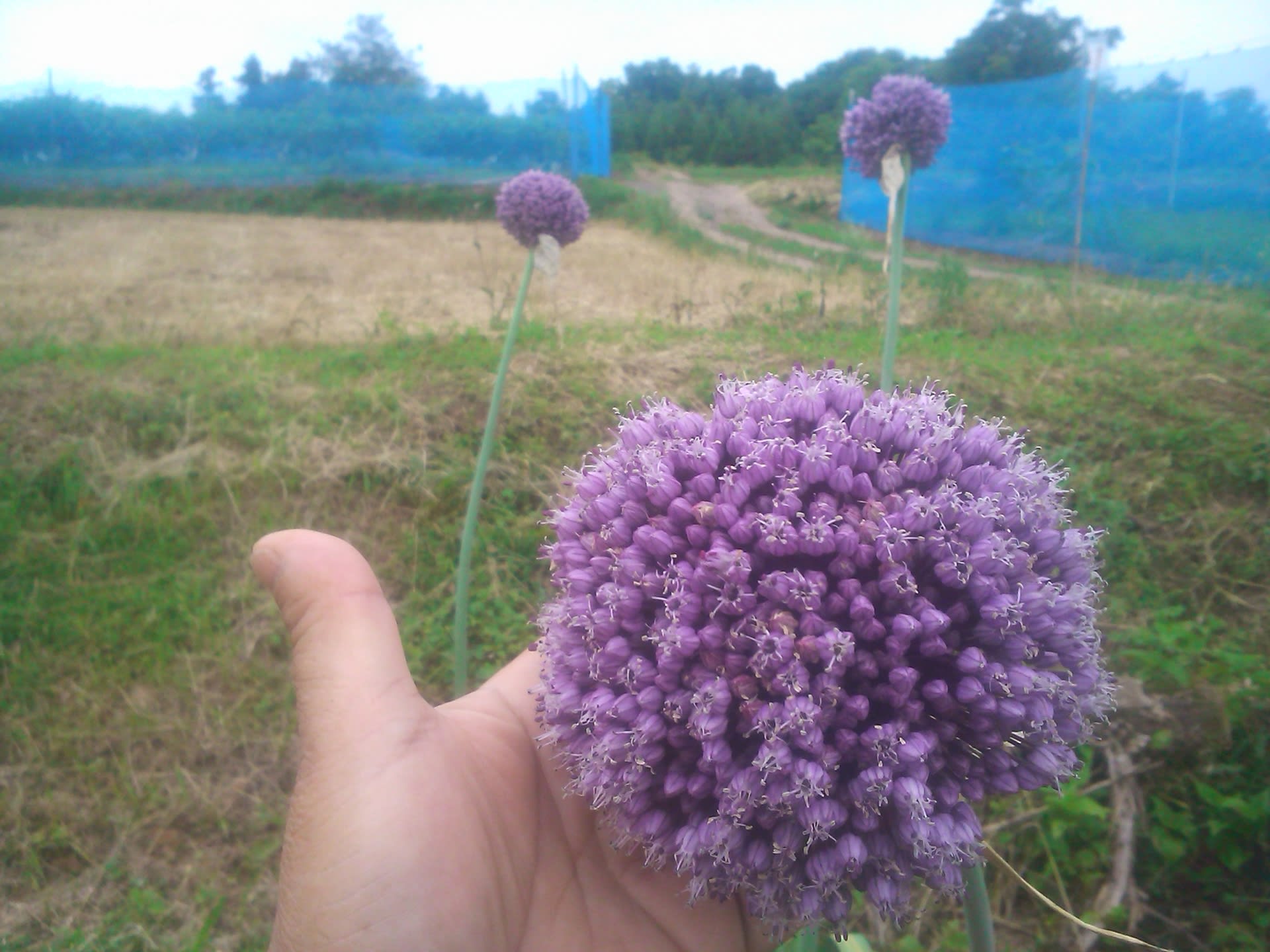 ニンニクの花 こだわりのｅｍ菜園日記