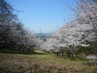 近つ飛鳥風土記の丘の桜の写真