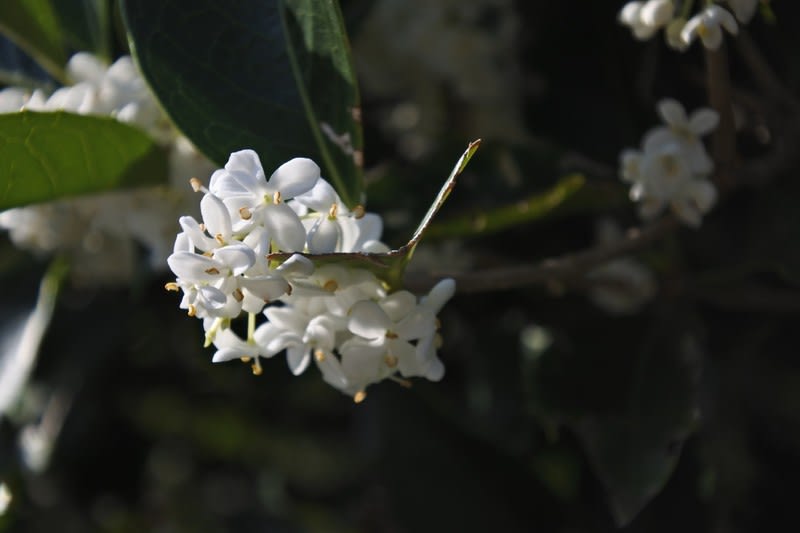 ヒイラギモクセイの白い花と元気な昆虫たちも ミントグリーンの風に吹かれて
