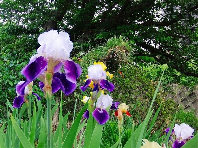 アヤメと紫の花いろいろ 屯田物語