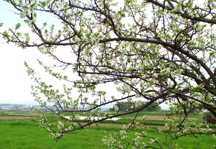 3315 旭川 春に咲いてた白い花 撮って置きの日々