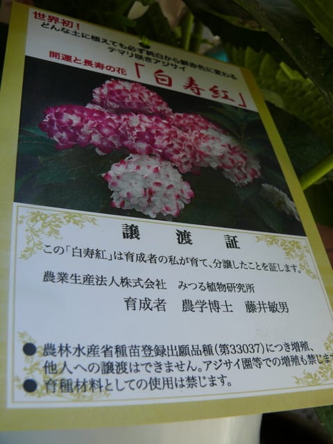 アジサイ 紫陽花 白寿紅 21年5月12日 水 Peaの植物図鑑 アジサイ 紫陽花 白寿紅 21年5月12日 水 Peaの植物図鑑