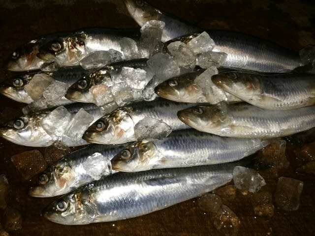 金太郎イワシ 海人川人 やっさん 安田明彦 の釣って食って楽しんで 金太郎イワシ 海人川人 やっさん 安田明彦 の釣って食って楽しんで