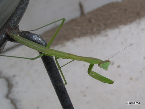 カマキリさん