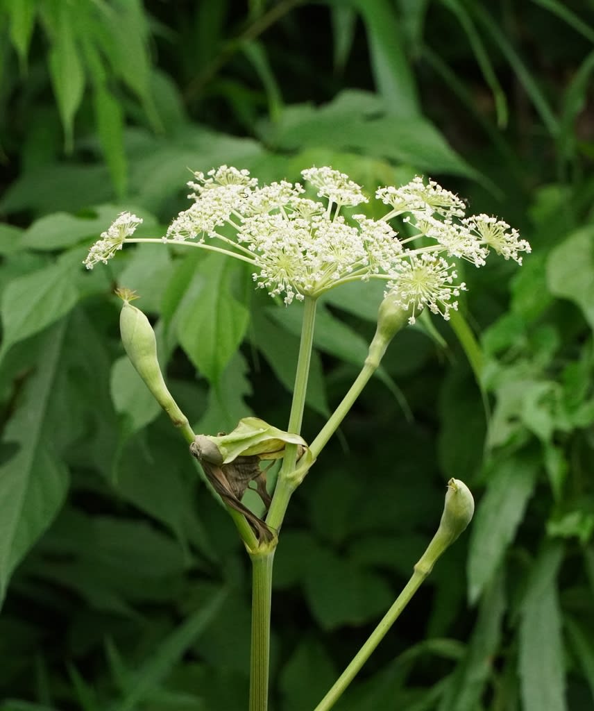 シシウド 花の名前 シシウド 花の名前