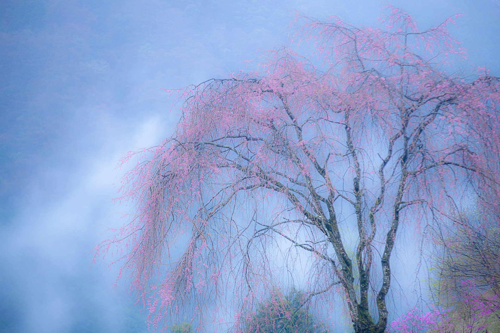龍珠院のしだれ桜の写真