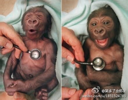 中国のブログの可愛い猿 柳先生の中国語ブログ