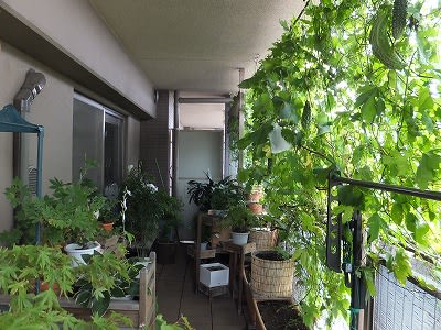 緑のカーテン 作り方のポイント ネットの張り方 緑のカーテンのある暮らし