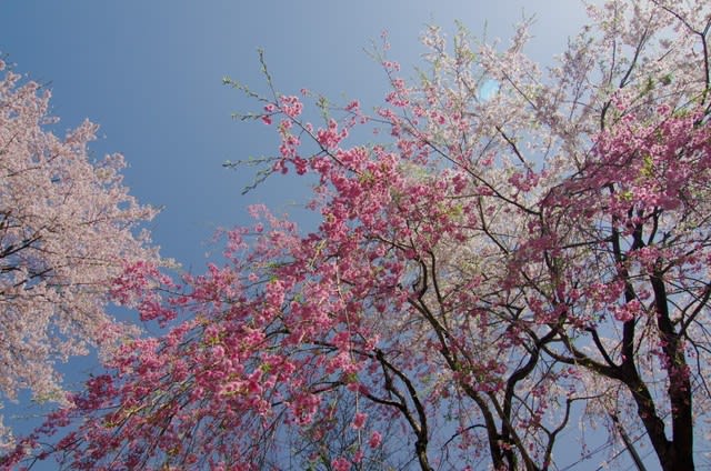シダレザクラ 風情ある桜の花は3月19日の誕生花 Aiグッチ のつぶやき