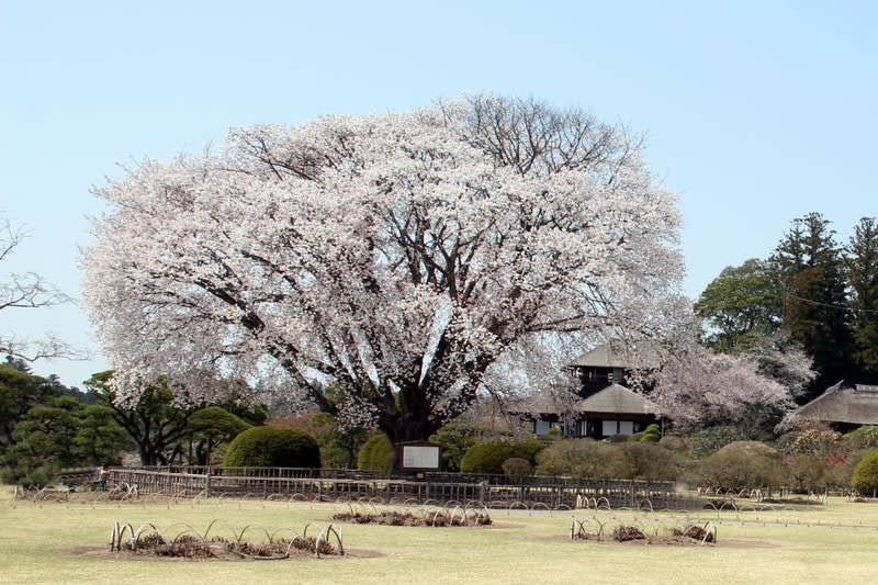 水戸偕楽園 大きな左近桜 写真で綴るすぎさんのブログ
