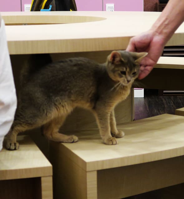 猫カフェpuchimarry イオンかほく内 卯月の日常 猫カフェpuchimarry イオンかほく内 卯月の日常