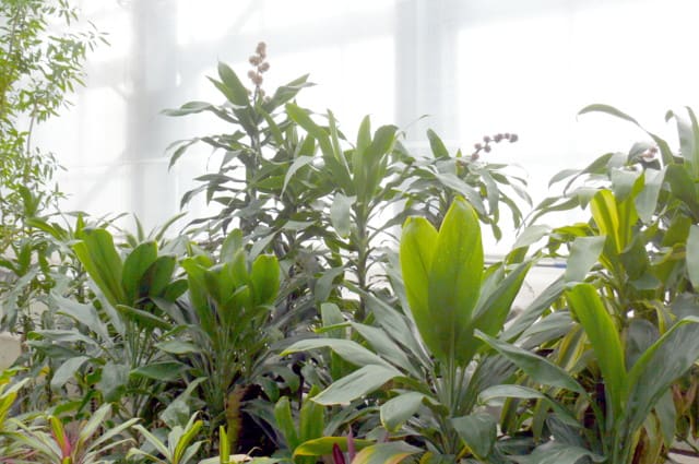 岩手県立花きセンターのアオワーネッキー ドラセナ デレメンシス ビレンス 13年1月21日 月 Peaの植物図鑑 岩手県立花きセンターのアオワーネッキー ドラセナ デレメンシス ビレンス 13年1月21日 月 Peaの植物図鑑