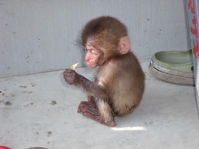 サルの赤ちゃん 可愛いのだ クニ舛田のパシフィックコーストライフ