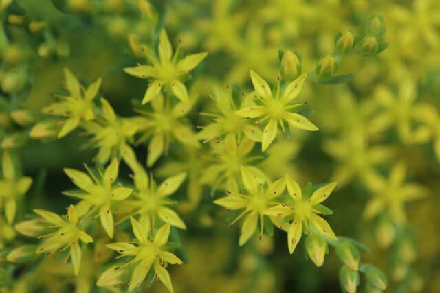 小さな星型の黄色い花がかわいい「メキシコマンネングサ」（春の花 21 