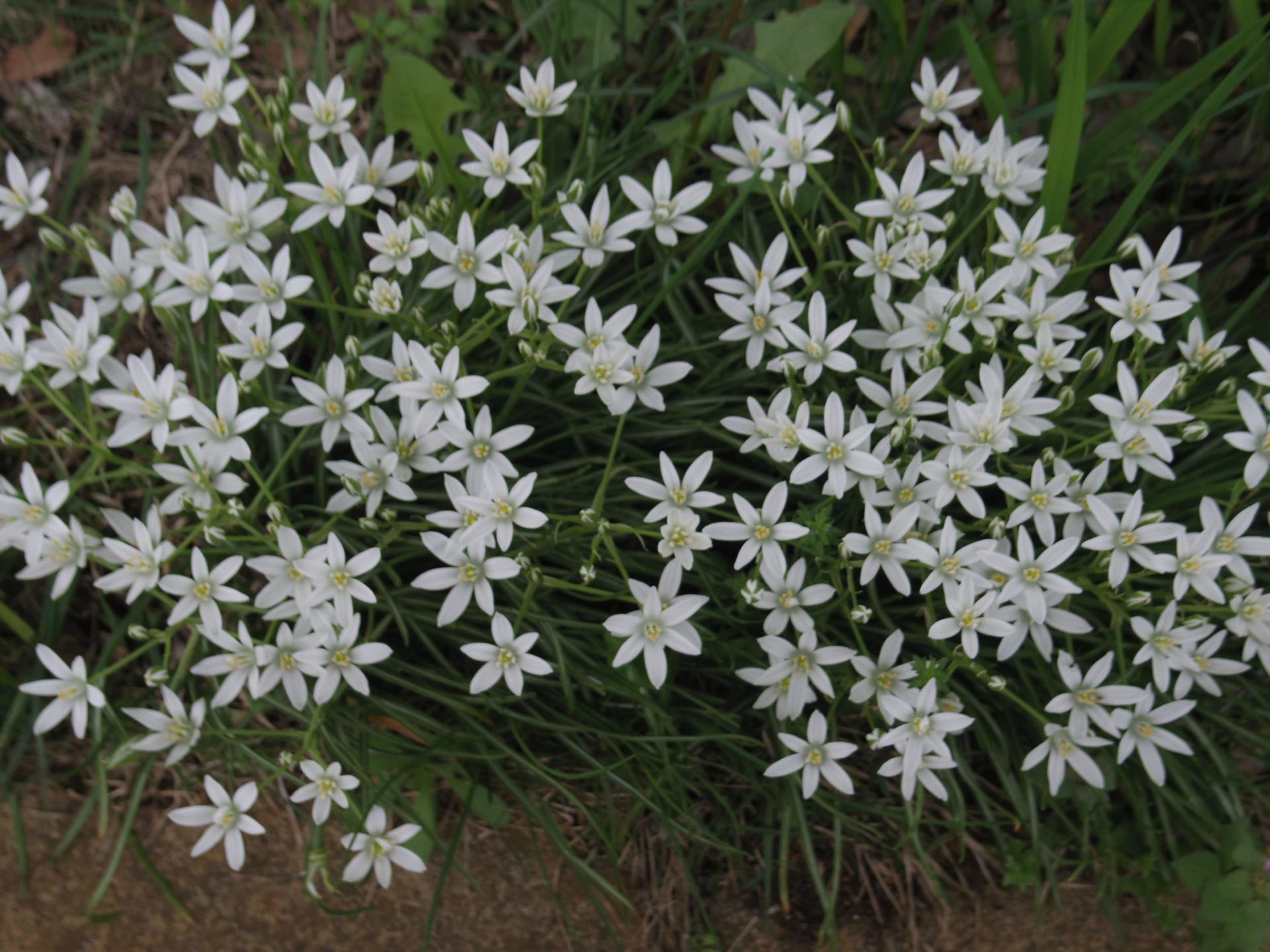花いっぱい さいちママのブログ 花いっぱい さいちママのブログ