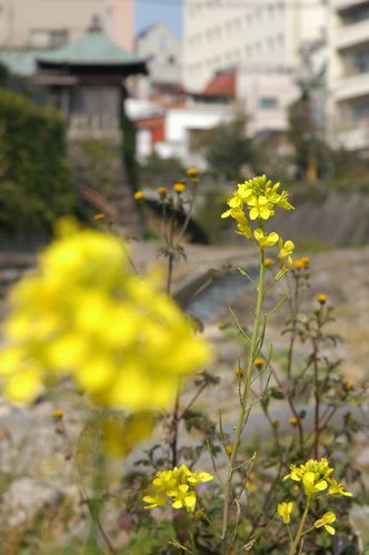 plant010.jpg: カラシ (?) の花と桃渓橋 (ももたにばし)