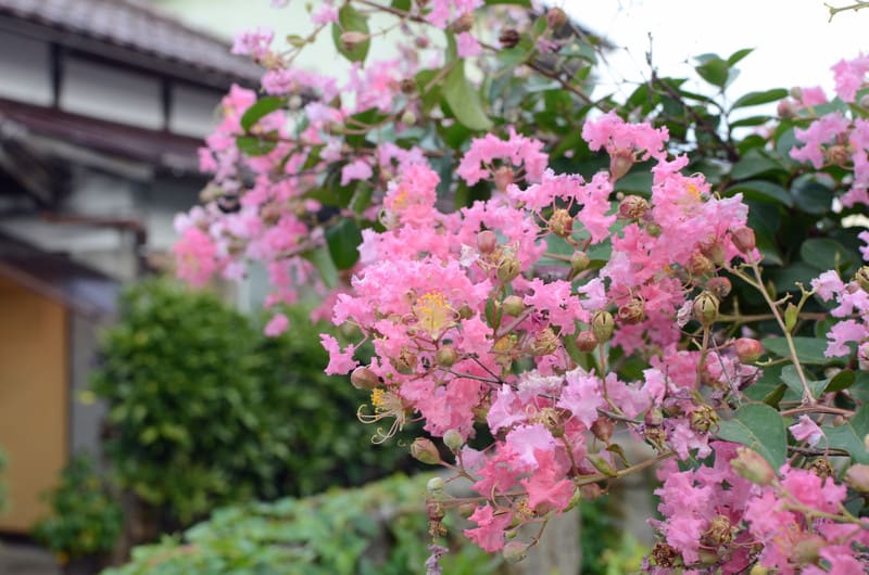 Dsc_7453 Dsc_7453