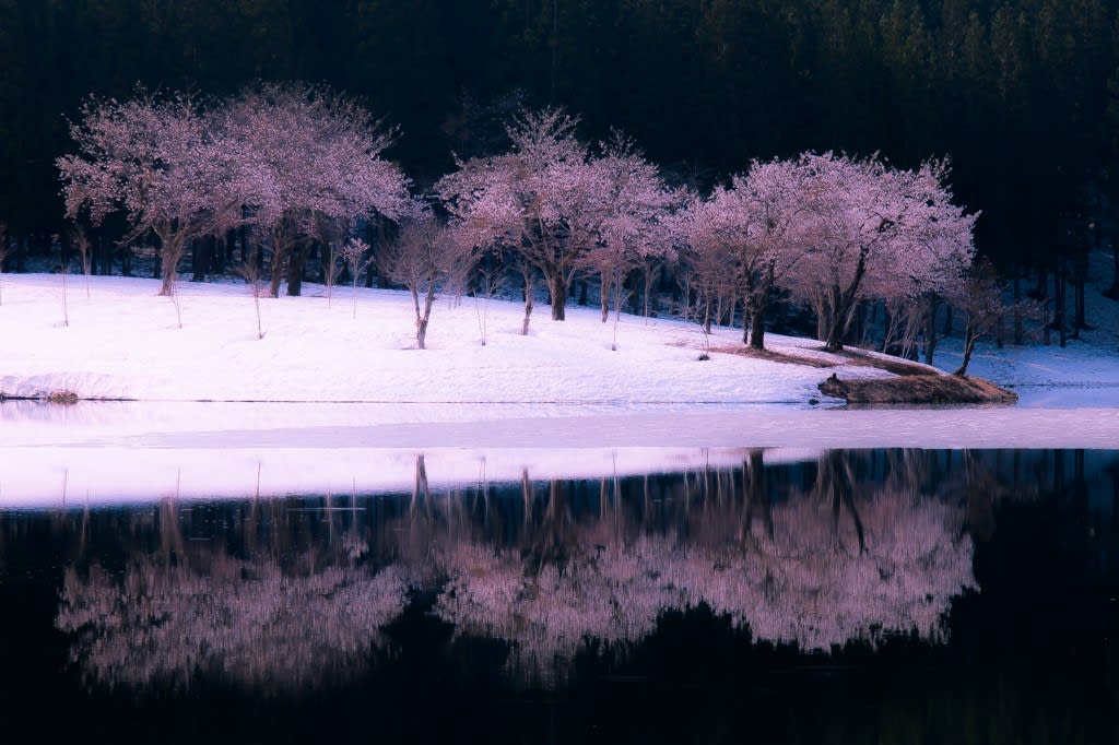 中子の桜の写真