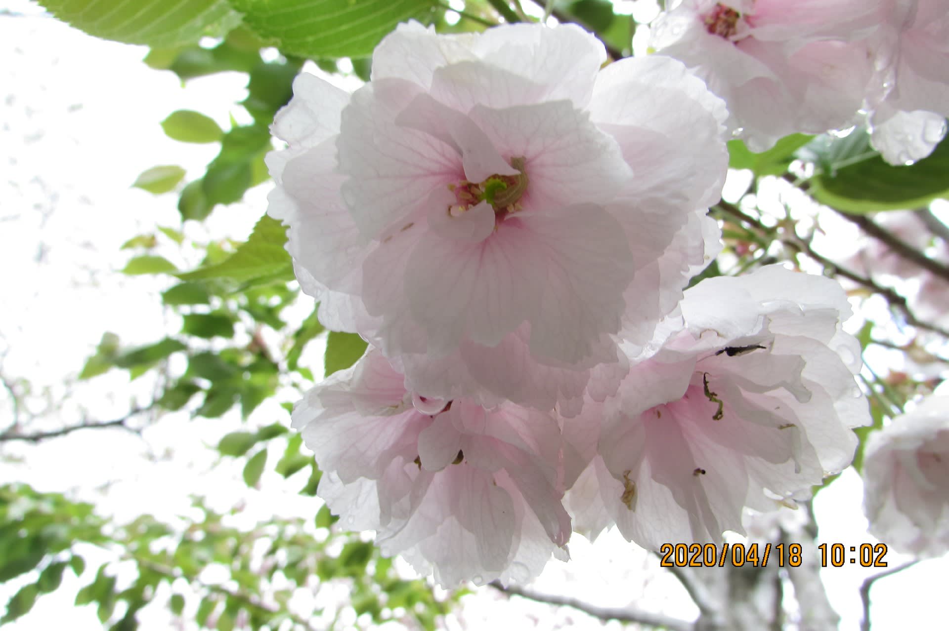 桜の花の笑顔 旅行 写真で紹介
