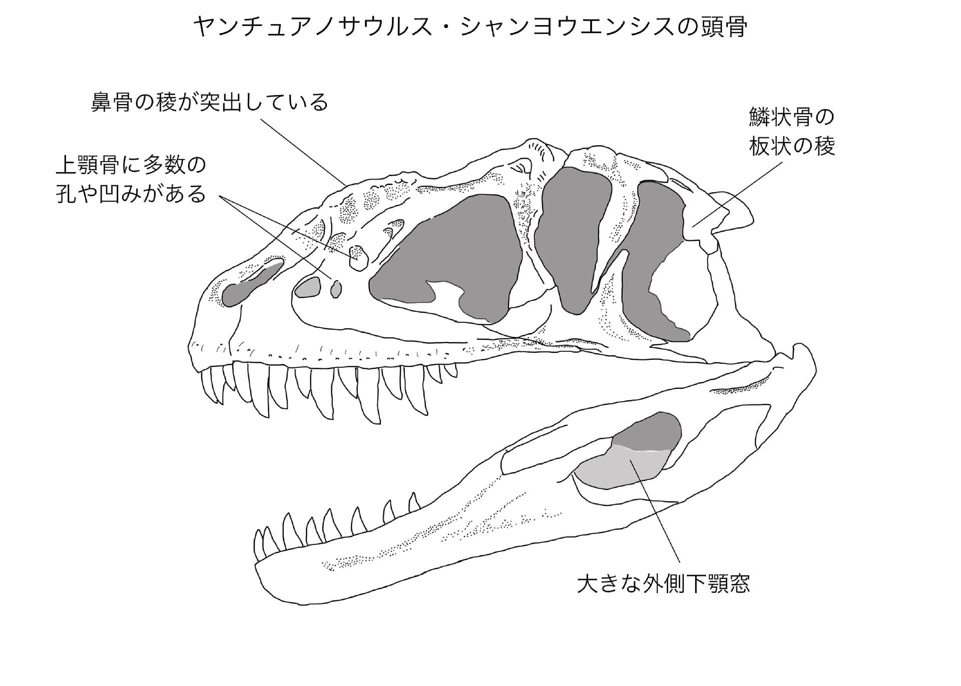 ヤンチュアノサウルスの特徴 肉食の系譜